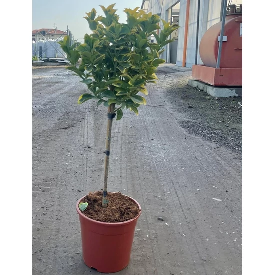 Japán kecskerágó   EUONYMUS JAPONICUS ELEGANTISSIMUS AUREUS T1/4 K9