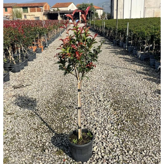 Örökzöld korallberkenye   PHOTINIA FRASERI COMPACTA T1/4 K9