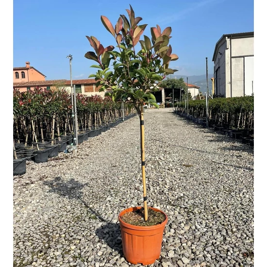 Örökzöld korallberkenye   PHOTINIA FRASERI RED ROBIN T1/4 K9