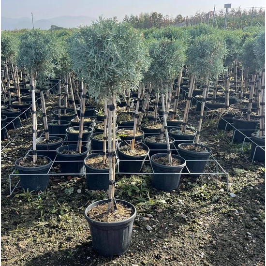 Oszlopos, kék arizóniai ciprus CUPRESSUS ARIZONICA FASTIGIATA T1/4 K9