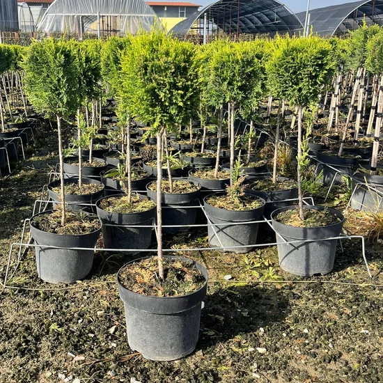 Arany lombú leyland ciprus CUPRESSOCYPARIS LEYLANDII CASTLEWELLAN GOLD T1/4 K9