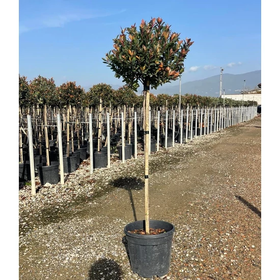 Örökzöld korallberkenye   PHOTINIA FRASERI CHICO T1/2 K18