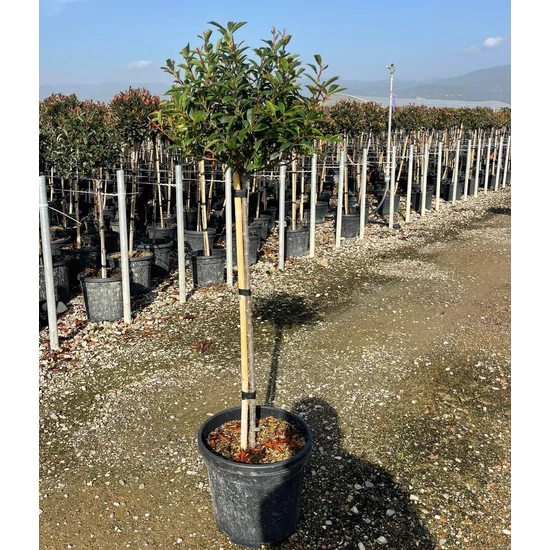 Örökzöld korallberkenye   PHOTINIA FRASERI COMPACTA T1/2 K18