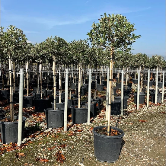 Örökzöld korallberkenye   PHOTINIA FRASERI PINK MARBLE T1/2 K18