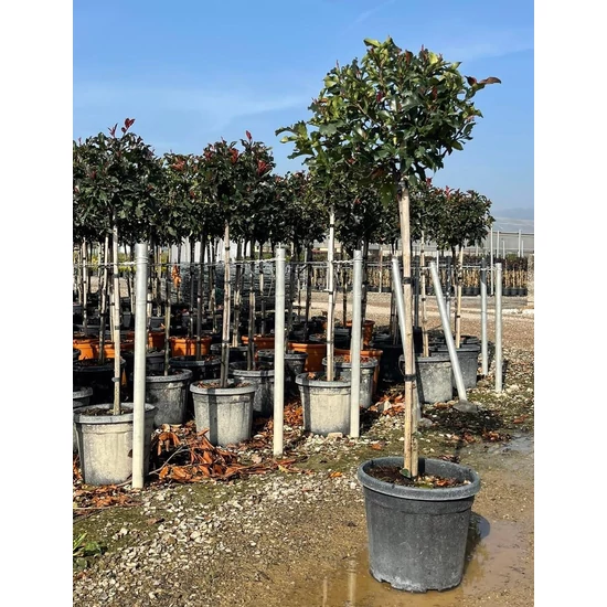 Örökzöld korallberkenye   PHOTINIA SERRATIFOLIA VOLCANO T1/2 K18