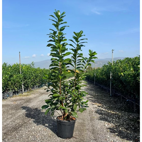 Babérmeggy  PRUNUS LAUROCERASUS NOVITA 125/+ K10