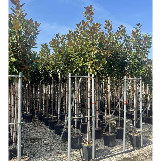 Örökzöld liliomfa   MAGNOLIA GRANDIFLORA FERRUGINEA T200 8/10 K30