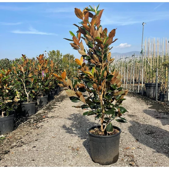 Örökzöld liliomfa   MAGNOLIA GRANDIFLORA LITTLE GEM 100/125 K18