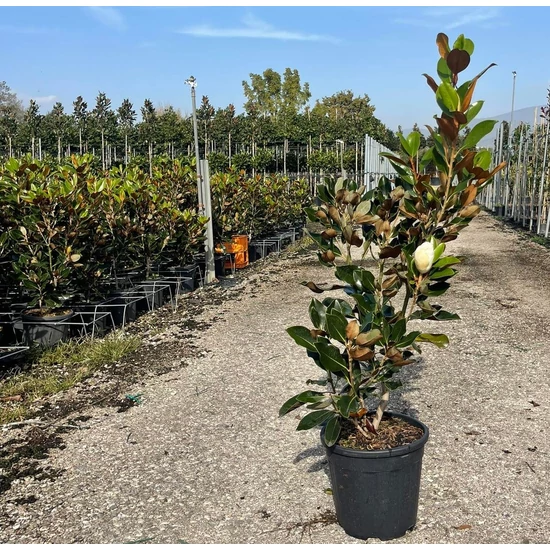 Örökzöld liliomfa   MAGNOLIA GRANDIFLORA LITTLE GEM 60/80 K10