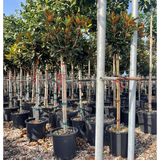 Örökzöld liliomfa   MAGNOLIA GRANDIFLORA LITTLE GEM T1/2 K30