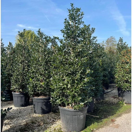 Közönséges magyal  ILEX MUTCHAGARA NELLIE R. STEVENS 175/200 K90