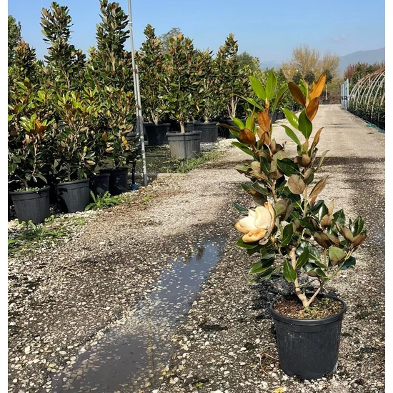 Örökzöld liliomfa  MAGNOLIA GRANDIFLORA LITTLE GEM 50/60 K5