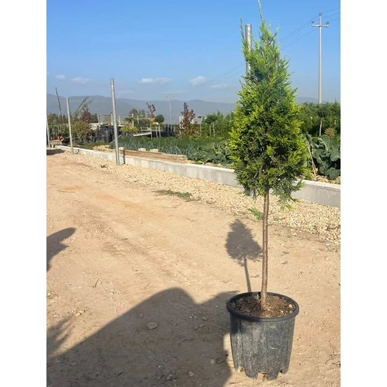 Arany lombú leyland ciprus CUPRESSOCYPARIS LEYLANDII CASTLEWELLAN GOLD T1/4 KÚP K12