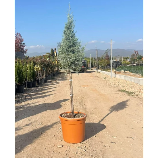 Oszlopos, kék arizóniai ciprus CUPRESSUS ARIZONICA FASTIGIATA T1/4 KÚP K12