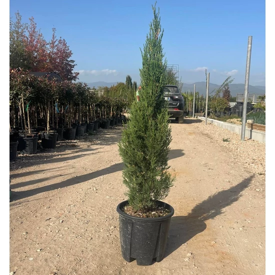 Toszkán ciprus   CUPRESSUS SEMPERVIRENS PYRAMIDALIS 80/100 K10