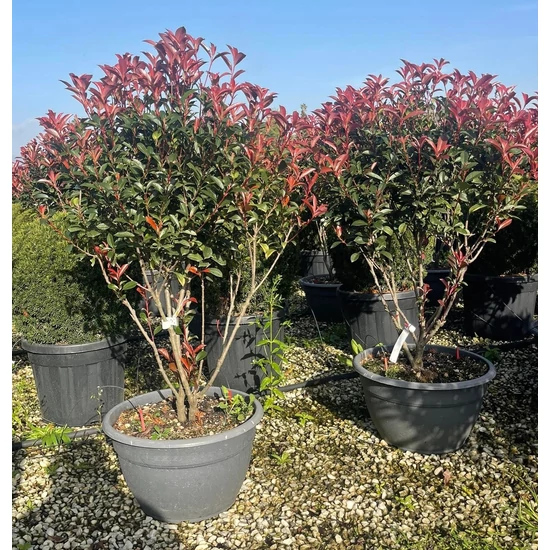 Örökzöld korallberkenye   PHOTINIA FRASERI COMPACTA TÖBBTÖRZSES 120/+ LAPOS TÁLBAN K45