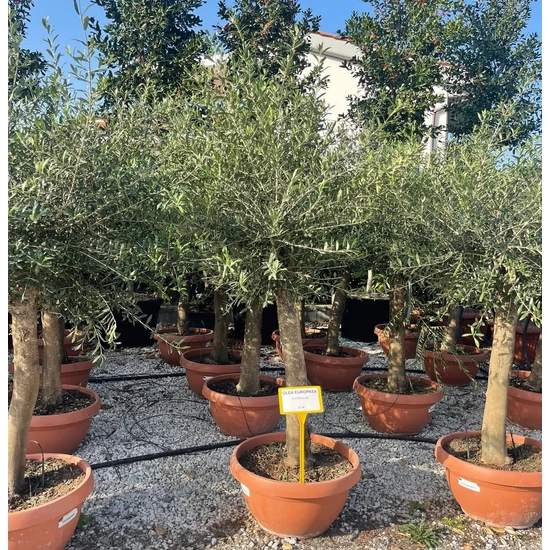 Olajfa  OLEA EUROPAEA T1/2 BONSAI TÁLBAN K42