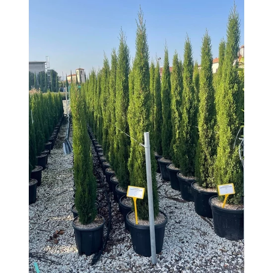 Európai ciprus   CUPRESSUS SEMPERVIRENS TOTEM 175/200 K30