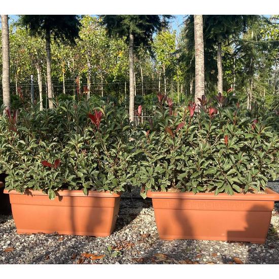 Örökzöld korallberkenye  PHOTINIA FRASERI PINK MARBLE 80 CM-ES BALKONLÁDÁBAN 