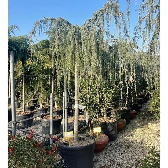 Kék csüngő atlasz cédrus CEDRUS ATLANTICA GLAUCA PENDULA T220 20/25 K180