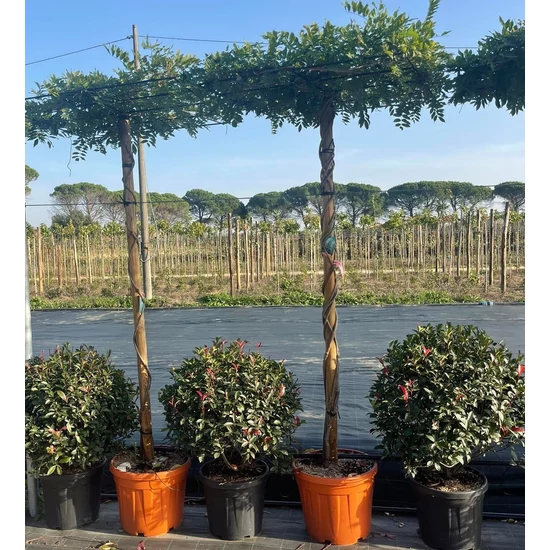Japán lilaakác   WISTERIA FLORIBUNDA TETŐ FORMA T200 K25