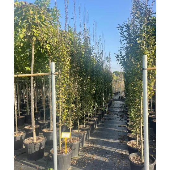 Oszlopos gyertyán  CARPINUS BETULUS PYRAMIDALIS 300/+ K30