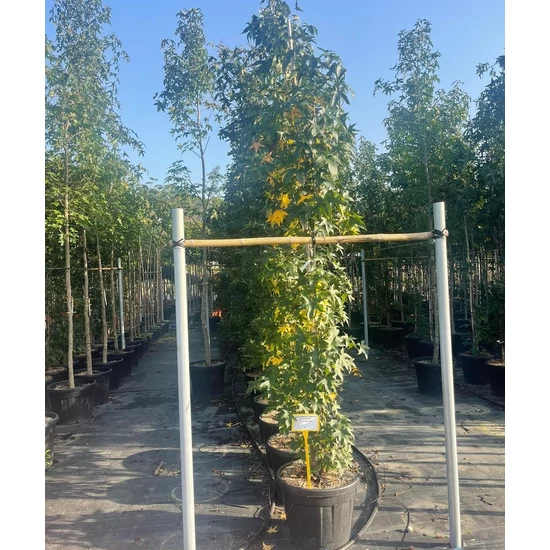 Amerikai ámbrafa   LIQUIDAMBAR STYRACIFLUA SLENDER SILHOUTTE 300/+ K45