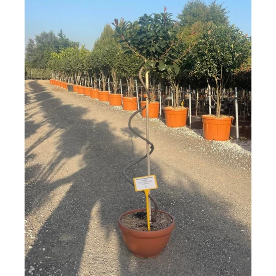 Örökzöld korallberkenye  PHOTINIA FRASERI RED ROBIN SPIRÁL TÖRZS T1/2 BONSAI TÁLBAN K40