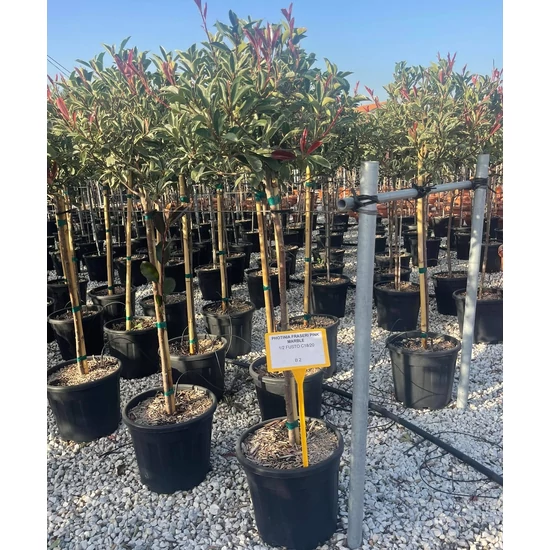 Örökzöld korallberkenye  PHOTINIA FRASERI PINK MARBLE T1/2 40/+ K18