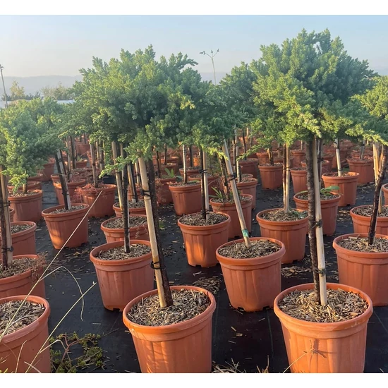 Japán törpeboróka   JUNIPERUS PROCUMBENS NANA T1/4 K5