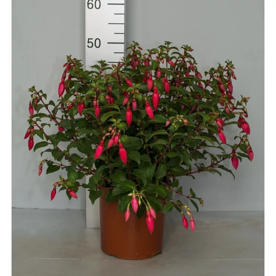 Fukszia FUCHSIA BOKOR K3
