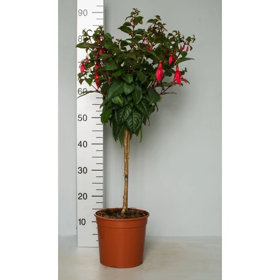 Fukszia FUCHSIA T1/4 K3