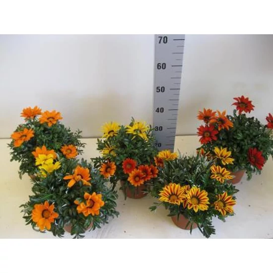 Záporvirág GAZANIA SPLENDENS K1,5