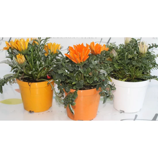 Záporvirág GAZANIA SPLENDENS K3