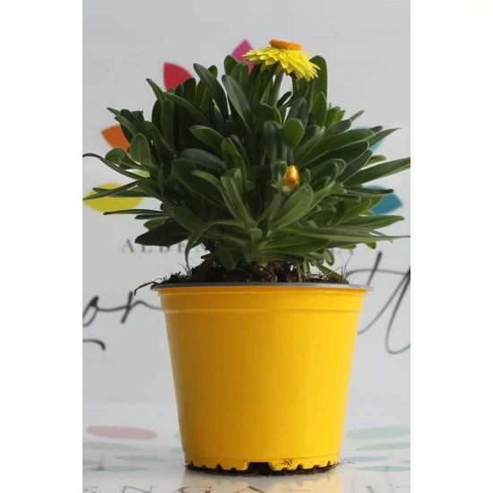 Szalmarózsa HELICHRYSUM BRACTEATUM K1,5