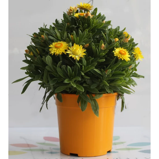 Szalmarózsa HELICHRYSUM BRACTEATUM K3