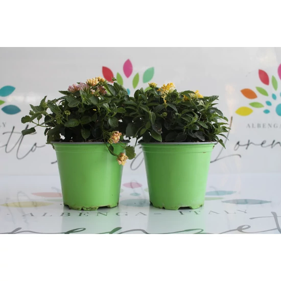 Sétányrózsa   LANTANA CAMARA K1,5