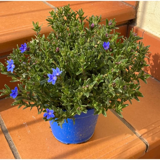 Kőmagcserje  LITHODORA DIFFUSA HEAVENLY BLUE K1,5