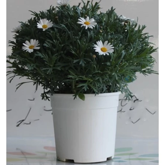 Margaréta ARGYRANTHEMUM FRUTESCENS FEHÉR BOKOR K3  