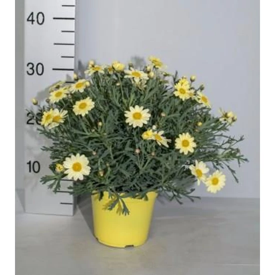 Margaréta MARGARÉTA SÁRGA BOKOR K1,5 