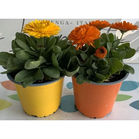 Körömvirág CALENDULA OFFICINALIS K1,5