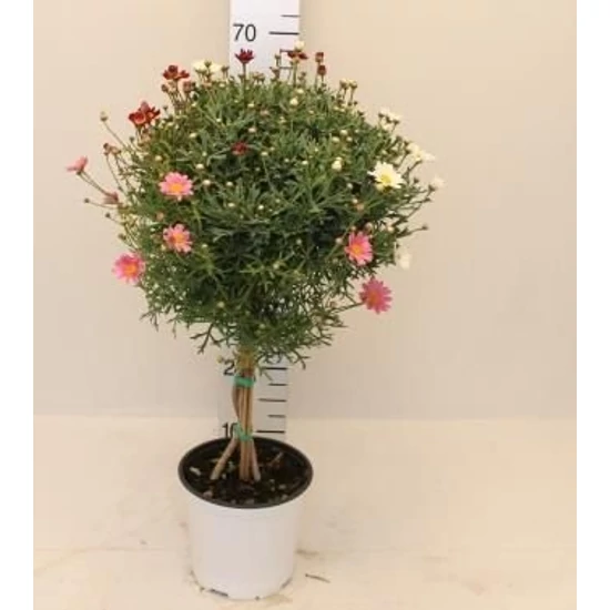 Cserjés margaréta MARGARÉTA TÖRZSES MULTICOLOR T1/4 K3