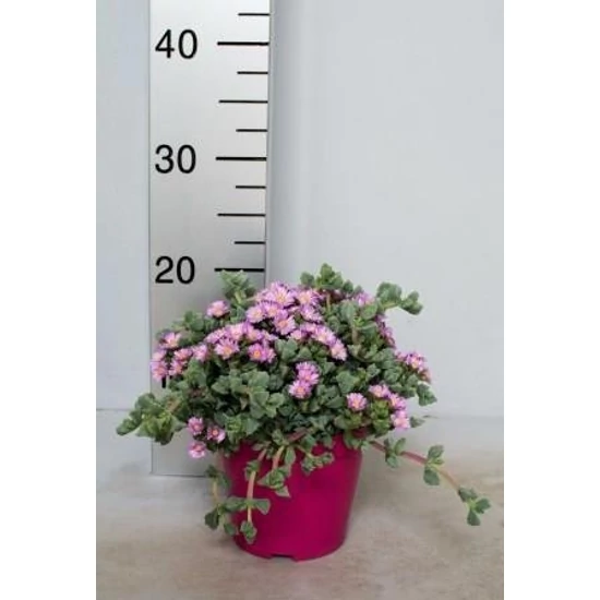 Harmatnövény OSCULARIA DELTOIDES K1,5