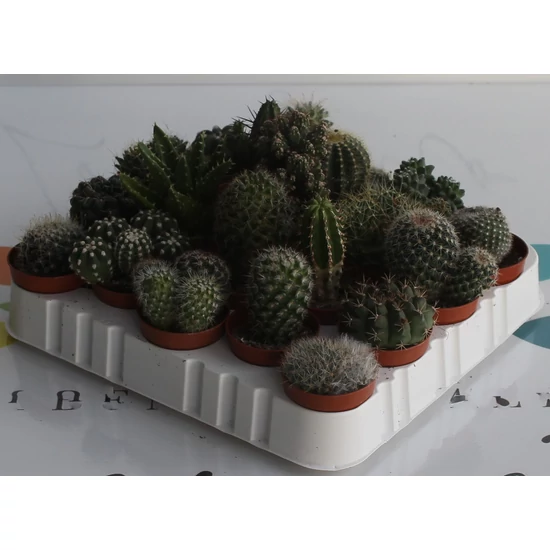 Kaktusz CACTUS MIX CS5,5