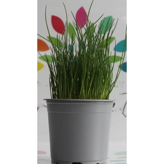 Metélőhagyma FŰSZERNÖVÉNY-ALLIUM SCHOENOPRASUM K1,5