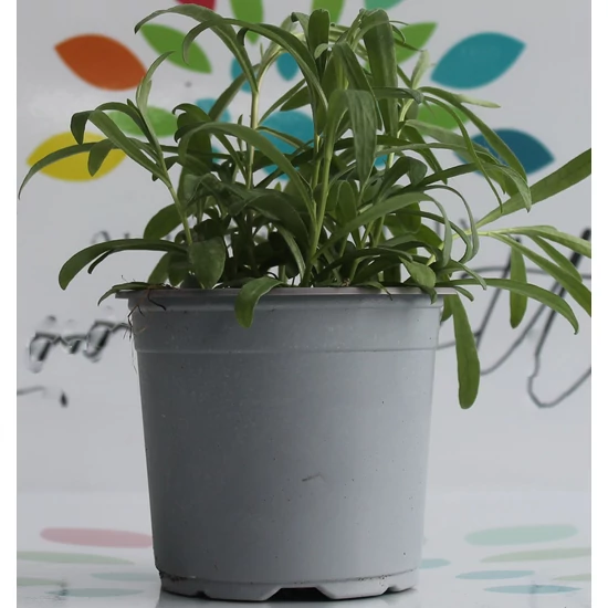 Tárkony FŰSZERNÖVÉNY-ARTEMISIA DRACUNCULUS CS12