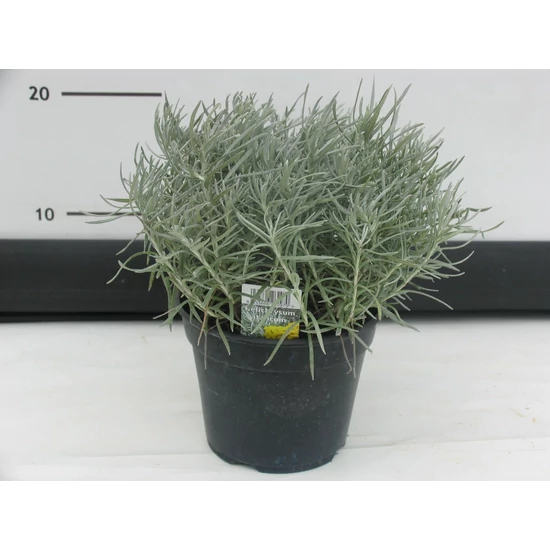 Olasz szalmagyopár FŰSZERNÖVÉNY-HELICHRYSUM ITALICUM K1,5