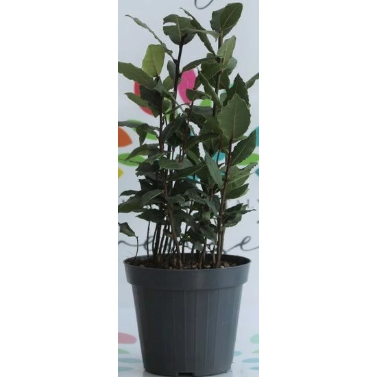 Fűszerbabér LAURUS NOBILIS CS10