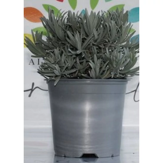 Levendula LAVANDULA ANGUSTIFOLIA BOKOR CS19