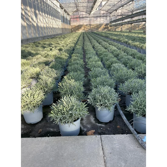 Levendula LAVANDULA ANGUSTIFOLIA BOKOR K3